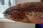 Hand-Carved Folk Art Fish Sculpture