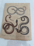 Set of Four Early Hand-Colored Serpent Engravings from Shaw’s General Zoology