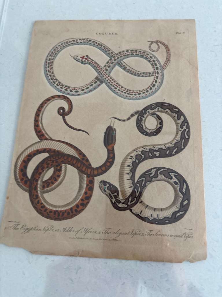 Set of Four Early Hand-Colored Serpent Engravings from Shaw’s General Zoology