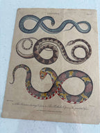 Set of Four Early Hand-Colored Serpent Engravings from Shaw’s General Zoology