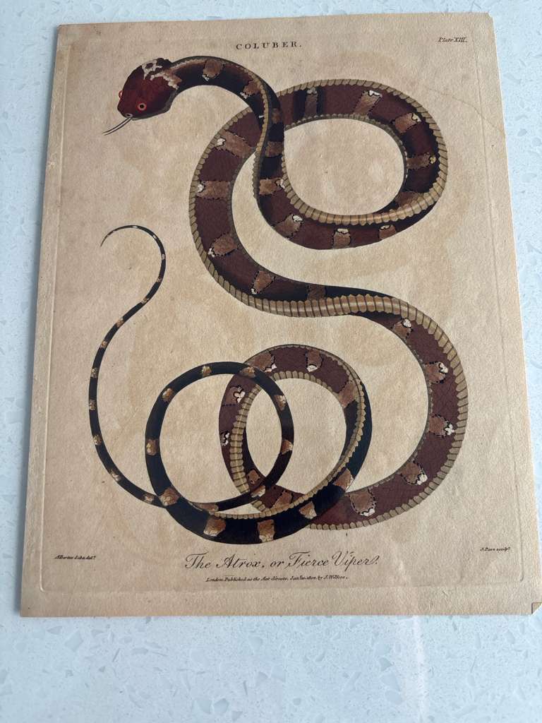 Set of Four Early Hand-Colored Serpent Engravings from Shaw’s General Zoology