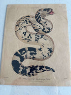 Set of Four Early Hand-Colored Serpent Engravings from Shaw’s General Zoology
