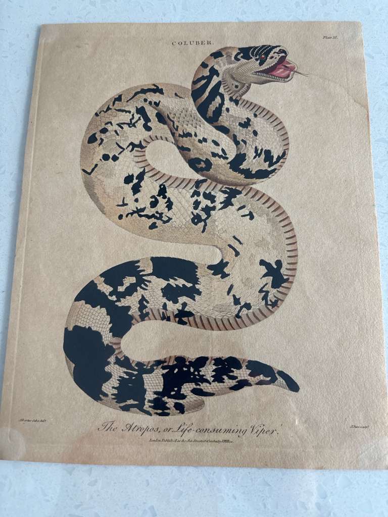 Set of Four Early Hand-Colored Serpent Engravings from Shaw’s General Zoology